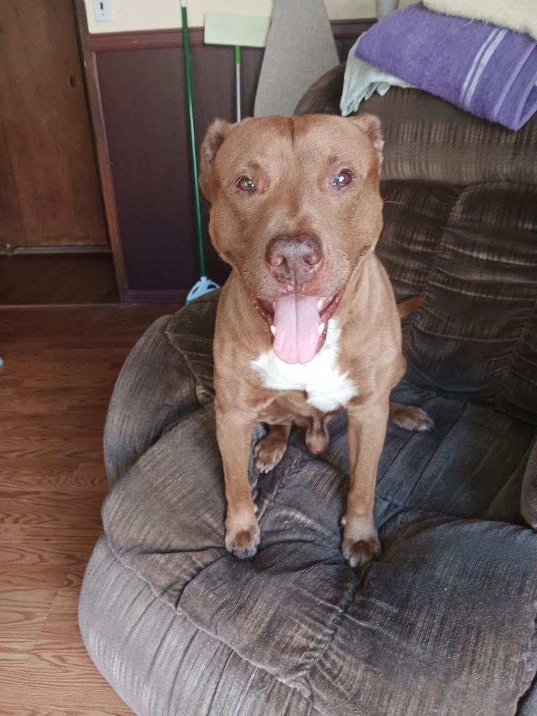 Browie, lost dog, Pitt bull labrador