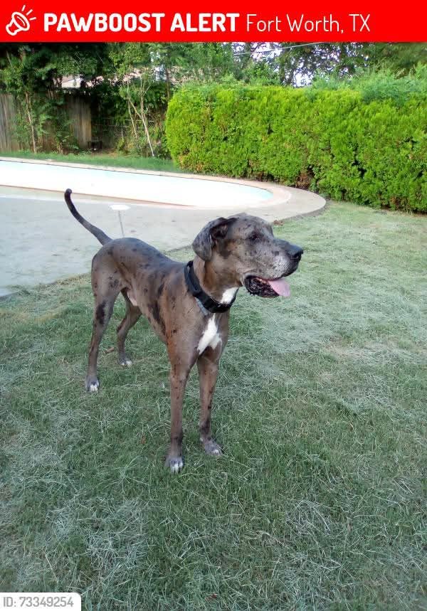 Togo, lost dog, DANE