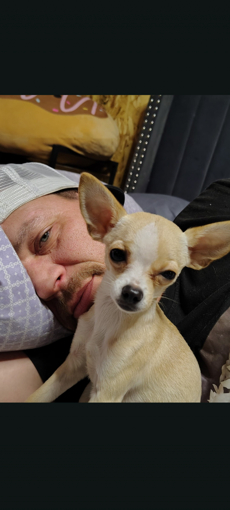 Pearl, lost dog, chihuahua