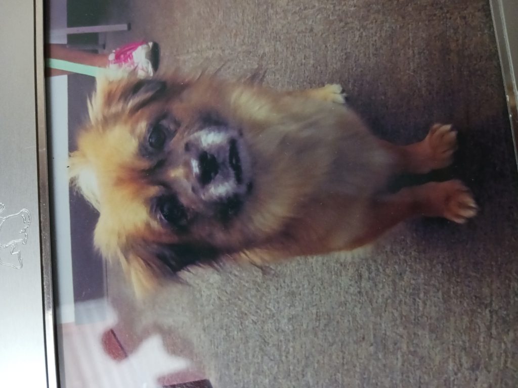 Tashi, lost dog, Tibitean spaniel