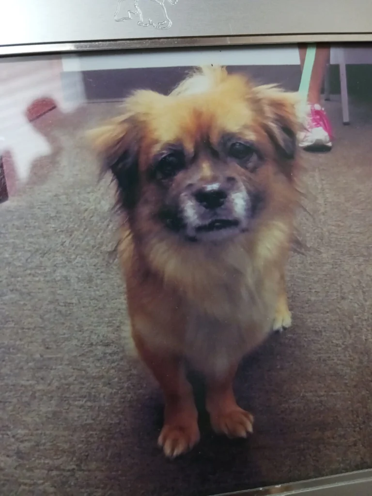 Tashi, lost dog, Tibitean spaniel