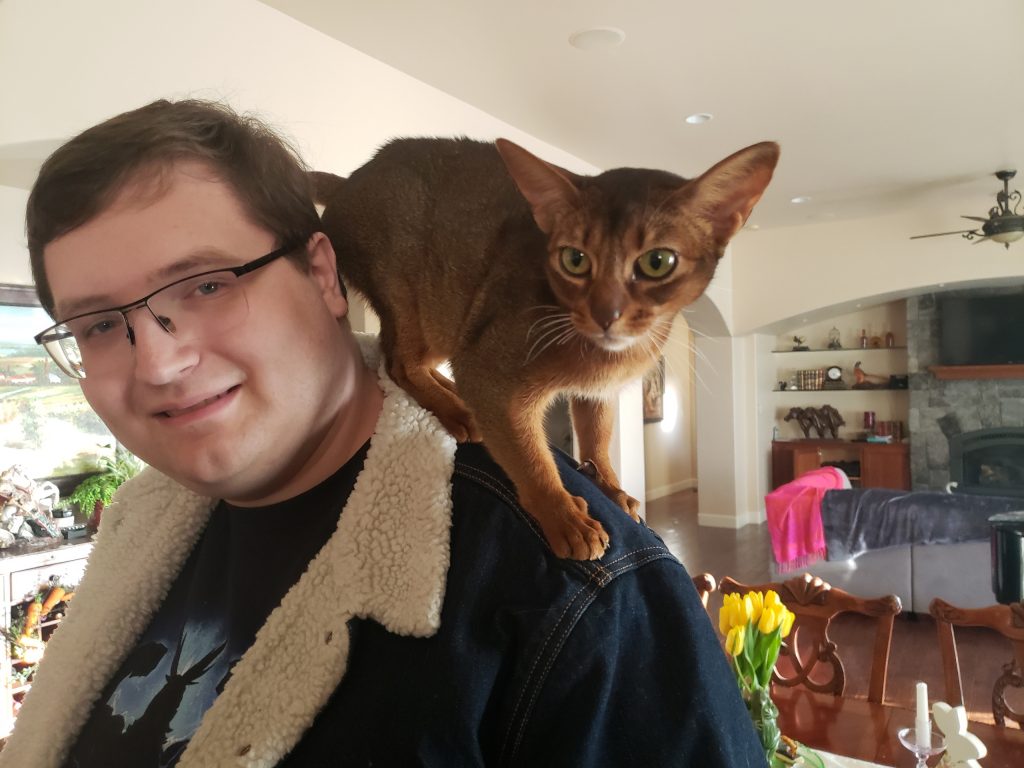 Bellini, lost cat, Abyssynian