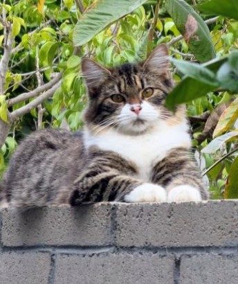 Minnie -me, lost cat, domestic shorthair