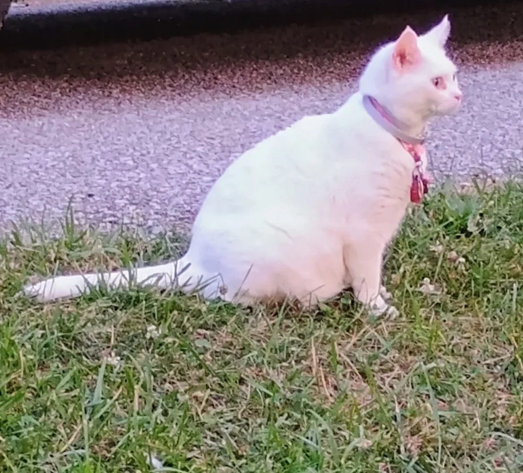 Spirit, lost cat, Domestic shorthair