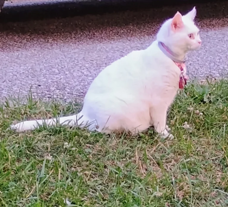 Spirit, lost cat, Domestic shorthair