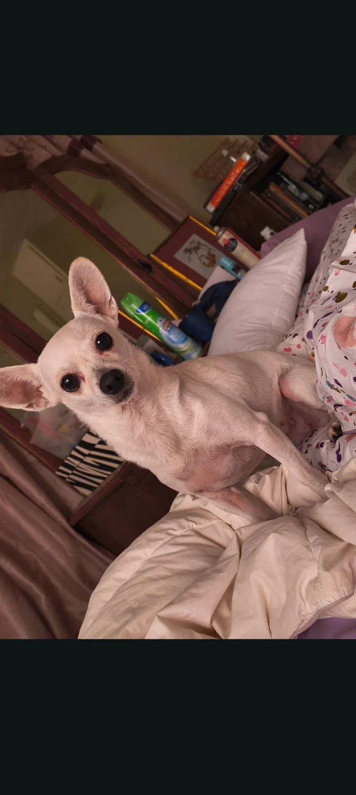 Roxie, lost dog, Chihuahua