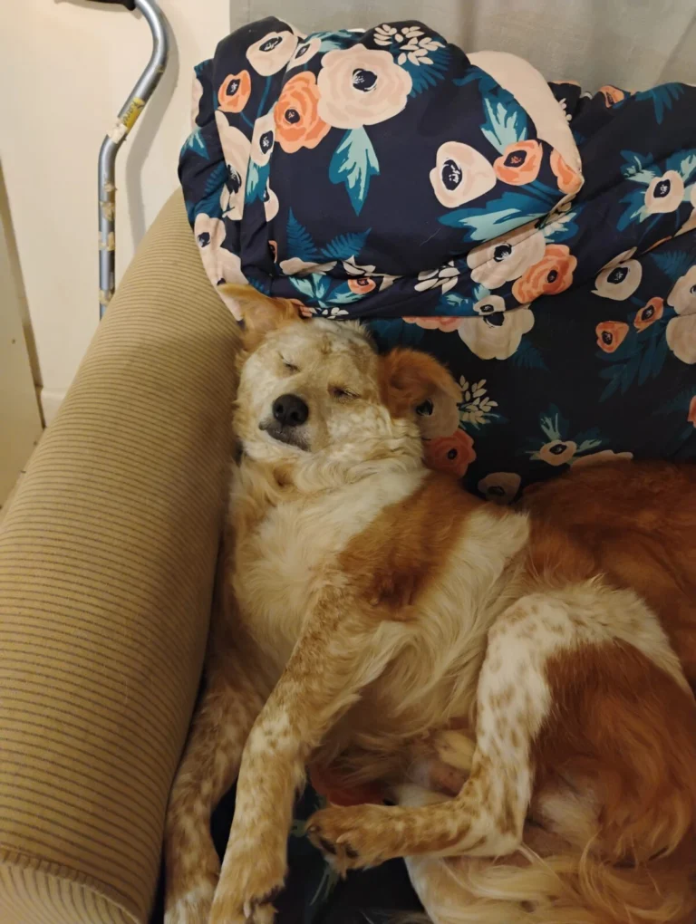 Snorkle, lost dog, Cattle dog