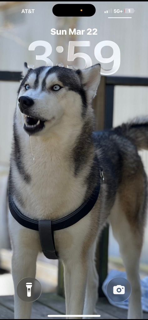 Nike, lost dog, husky
