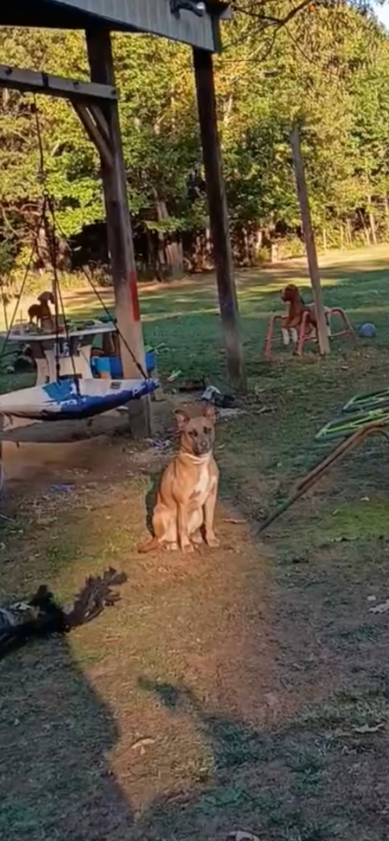 Dizzy, lost dog, Mized