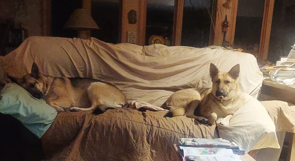 2-Mindy,Tango, lost dog, German shepard
