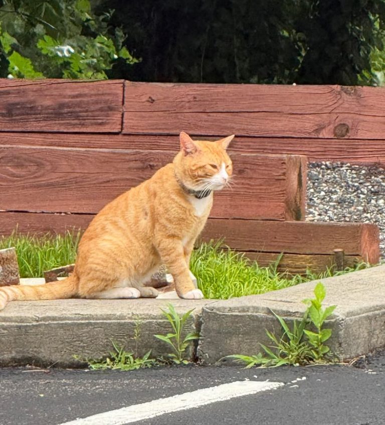 Garfield, lost cat, Tabby