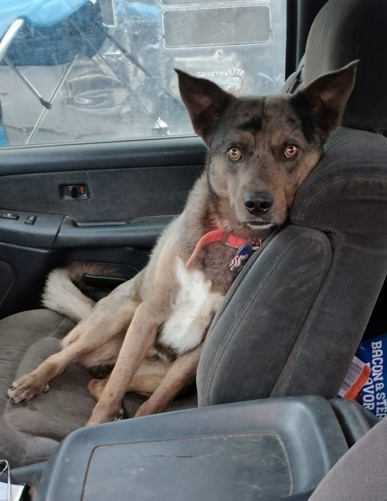 Coy, lost dog, Mix