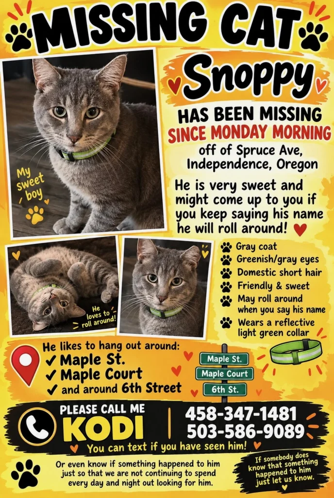 Snoopy, lost cat, Gray Tabby cat