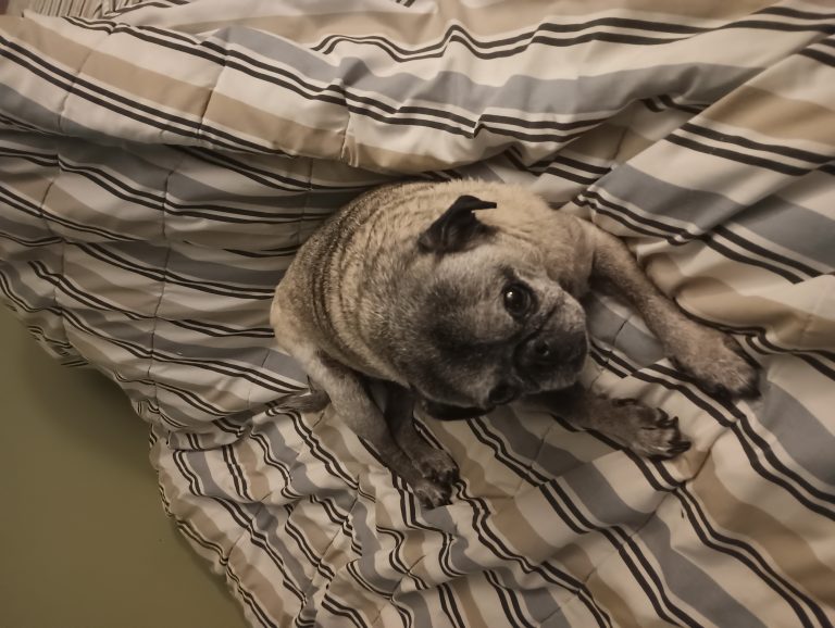 Rocky, lost dog, Pug