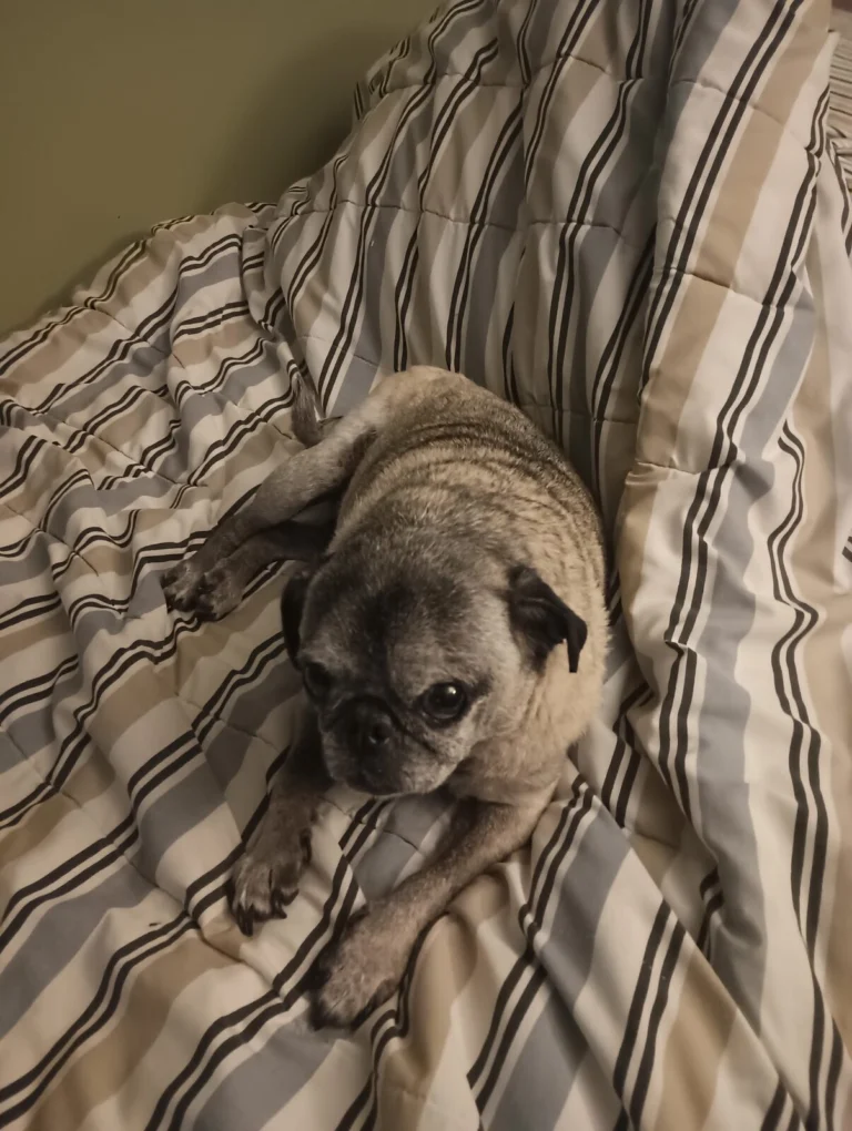 Rocky, lost dog, Pug