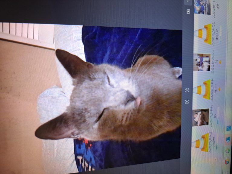 Embrr, lost cat, Shorthair