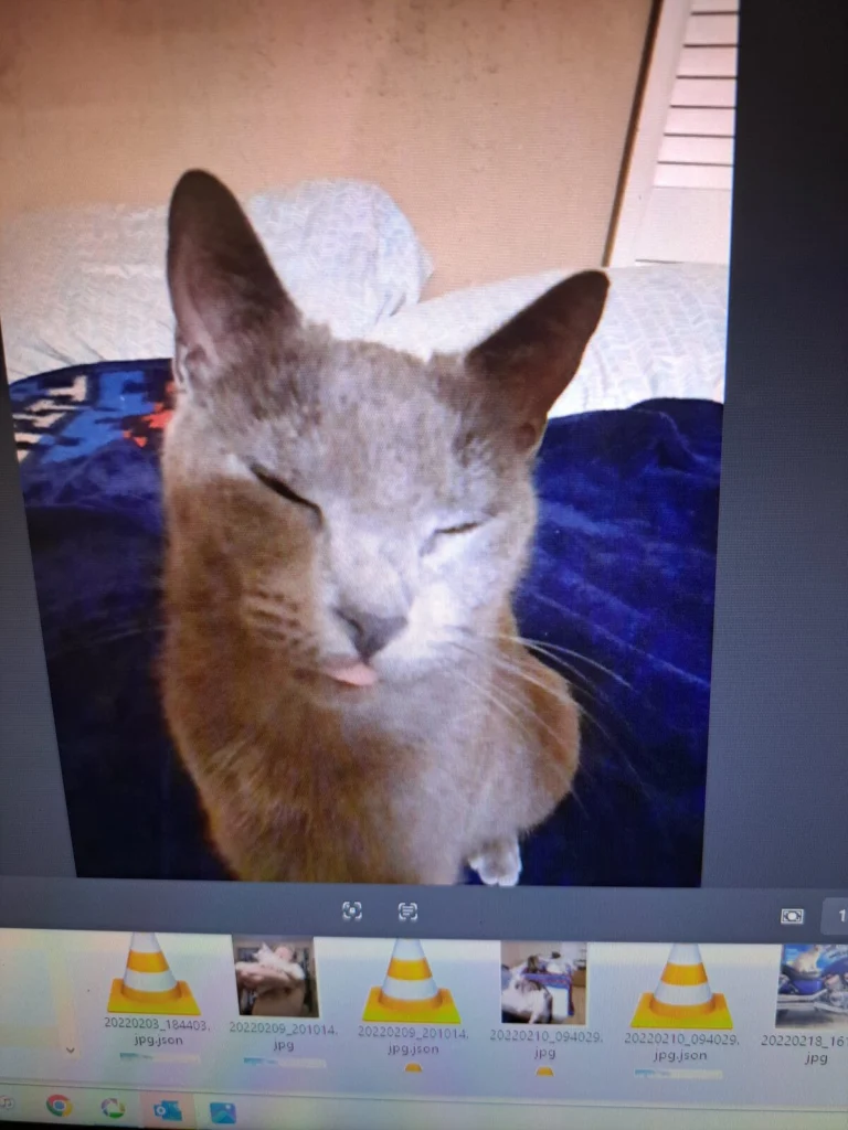 Embrr, lost cat, Shorthair