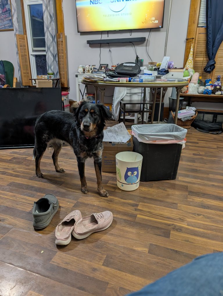 Athena, lost dog, Aussie, sheperd mix