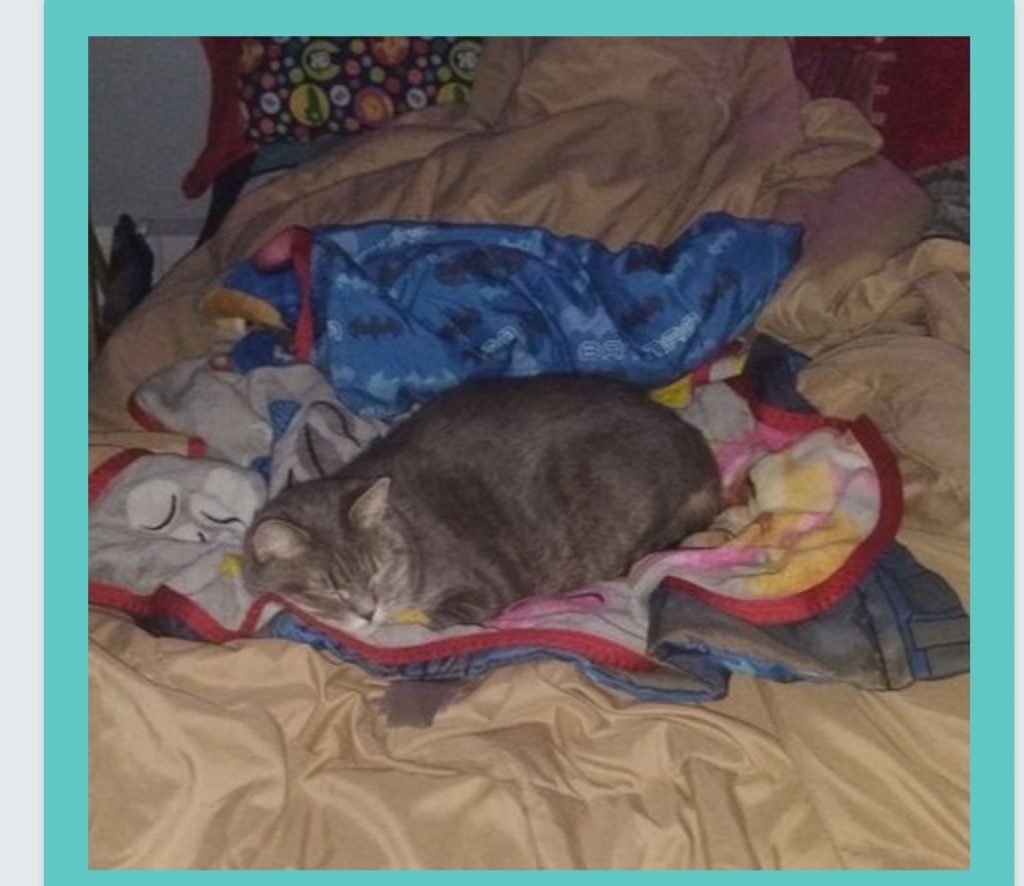 Kayda, lost cat, British shorthair and Russian blue
