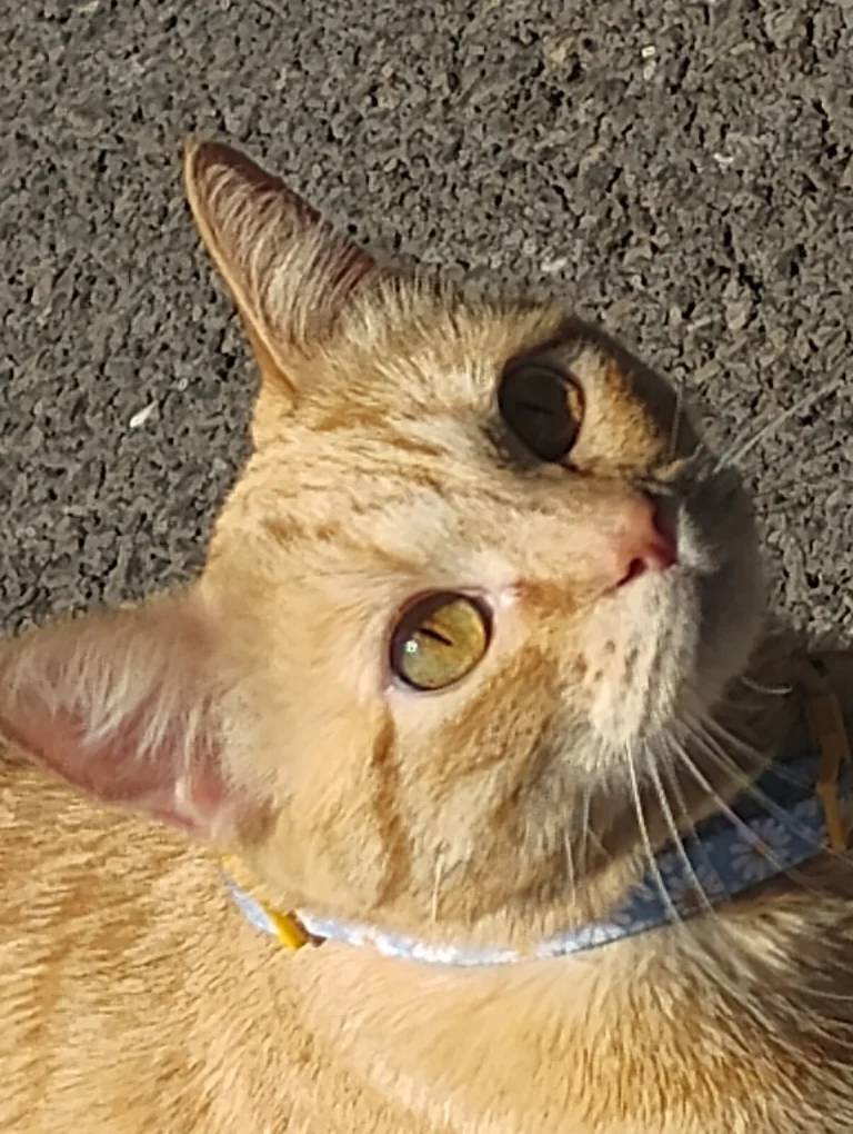 Valkyrie, lost cat, Tabby