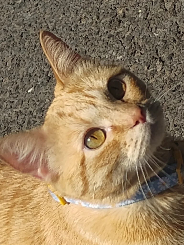 Valkyrie, lost cat, Tabby