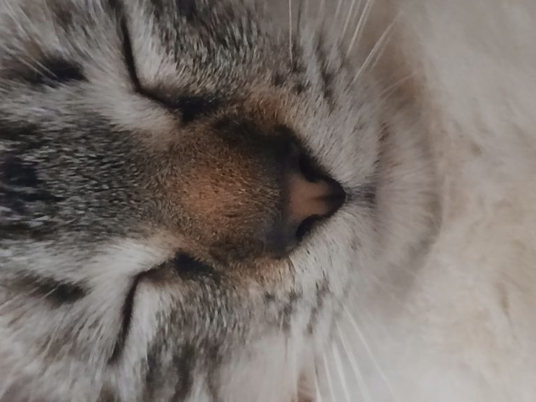 Misa, lost cat, American shorthair