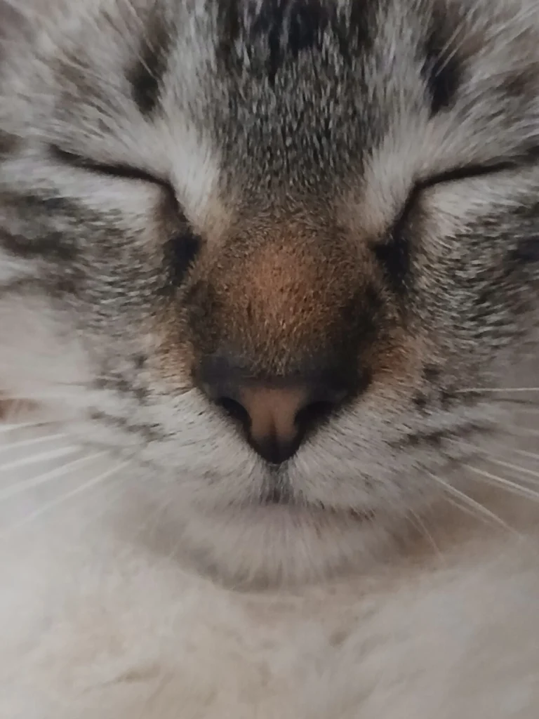 Misa, lost cat, American shorthair