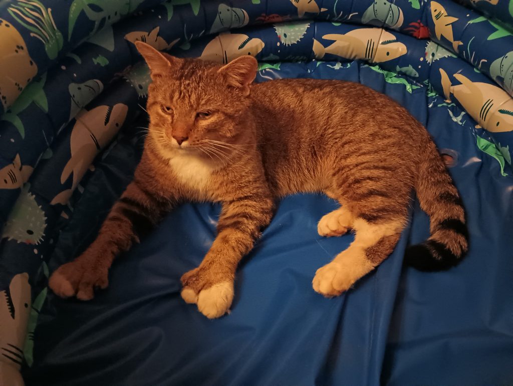 Tucker, lost cat, House cat