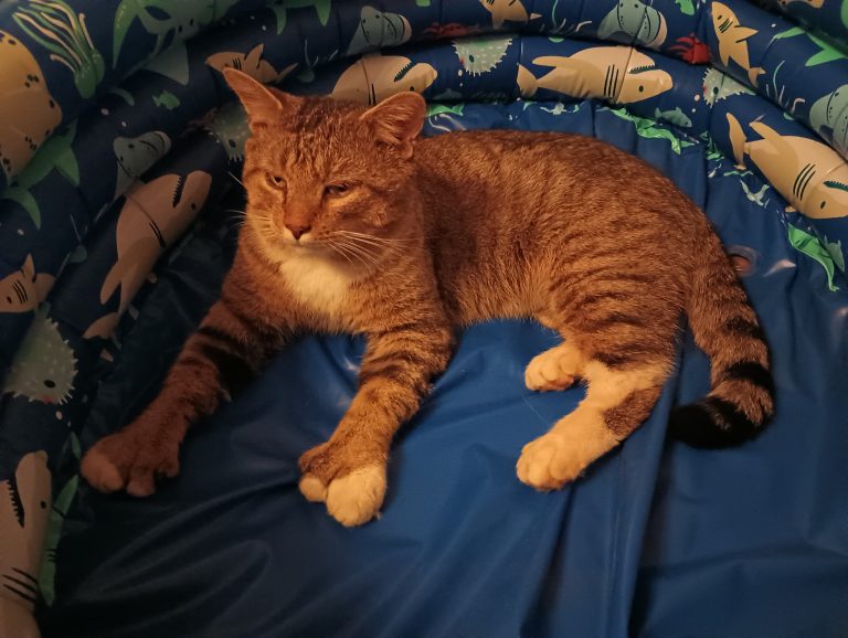 Tucker, lost cat, House cat