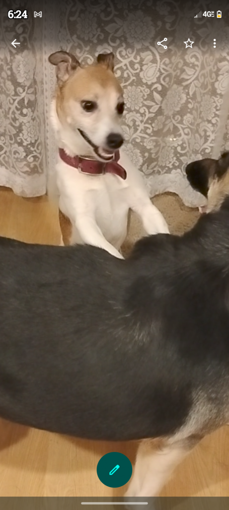 Duke Duke, lost dog, Jack Russell terrier wire haired brown and white
