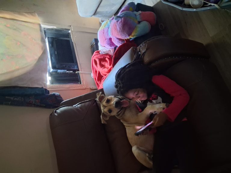 Pickles, lost dog, Pit mixs with a black mouth cur