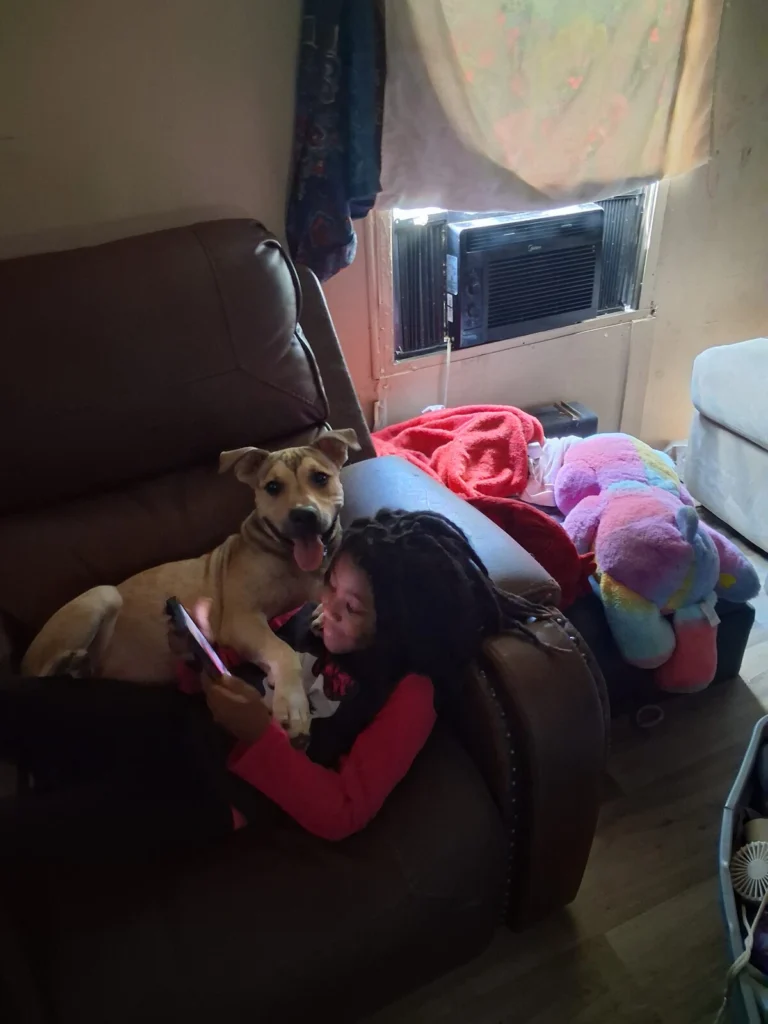 Pickles, lost dog, Pit mixs with a black mouth cur