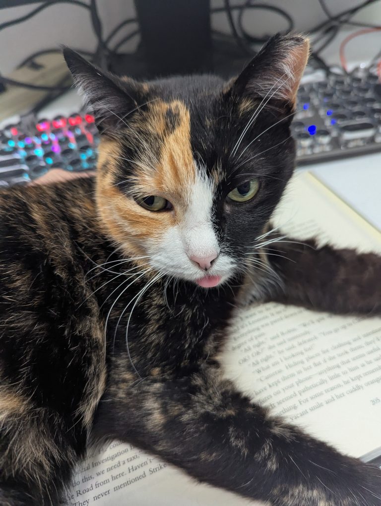 TwoFace, lost cat, Domestic shorthair