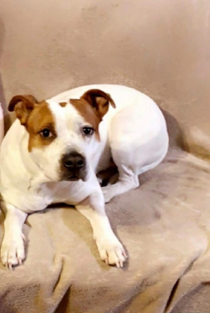 Zeek, lost dog, Pitty mix