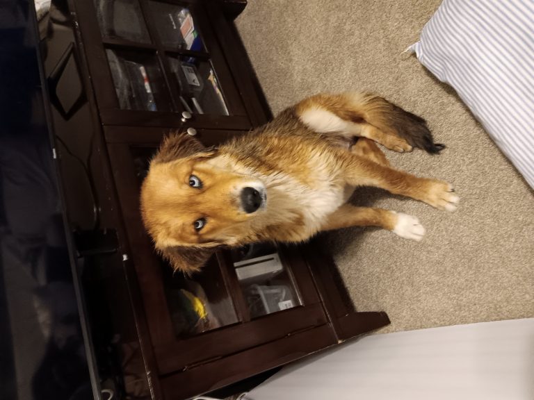 Pautchka, lost dog, Retriever husky mix