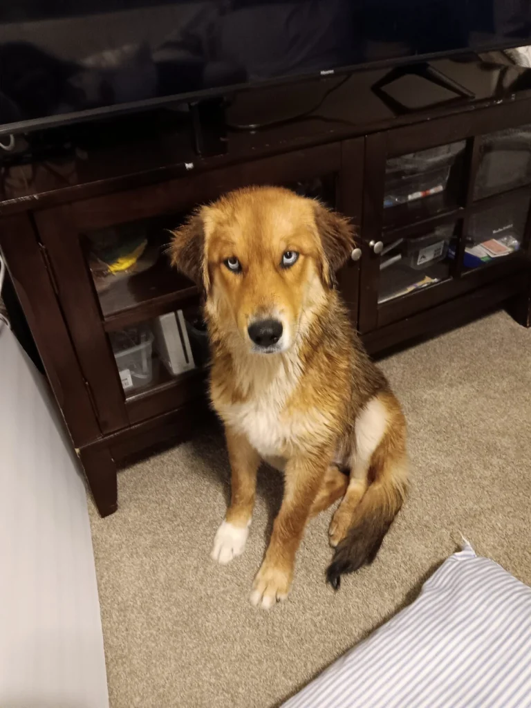 Pautchka, lost dog, Retriever husky mix