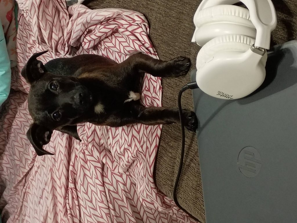 Blackie, lost dog, Chihuahua mixed with rat terrier