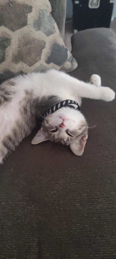 Dumpy, lost cat, Tabby