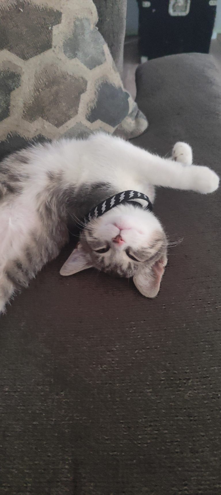 Dumpy, lost cat, Tabby