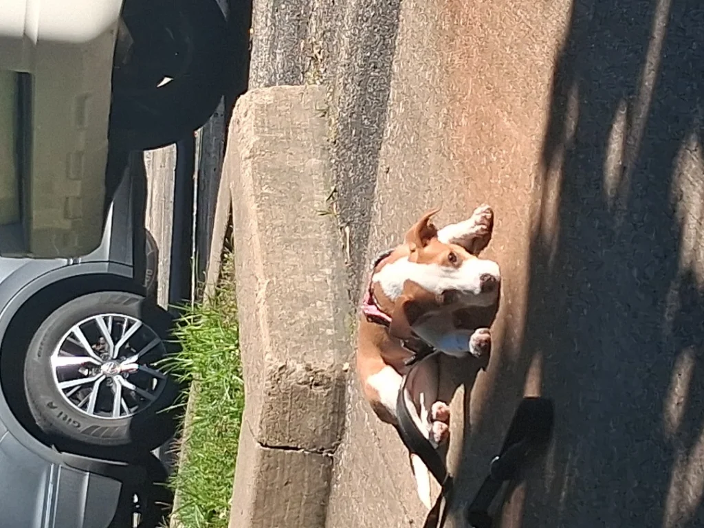 Laura, lost dog, Jack russell terrier