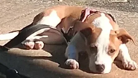 Laura, lost dog, Jack russell terrier
