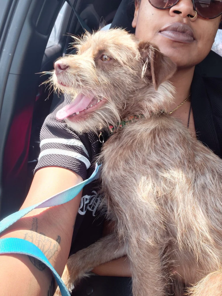 Roxanne, lost dog, Mix