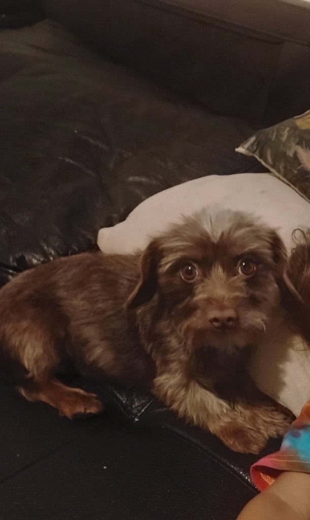 Rattita, lost dog, Short hair