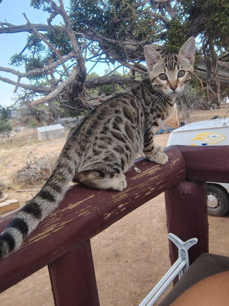 Athena, lost cat, Bengal