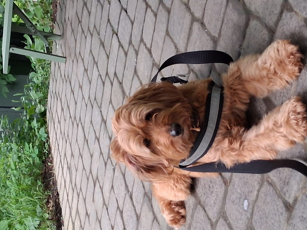 Archie, lost dog, Golden Doodle