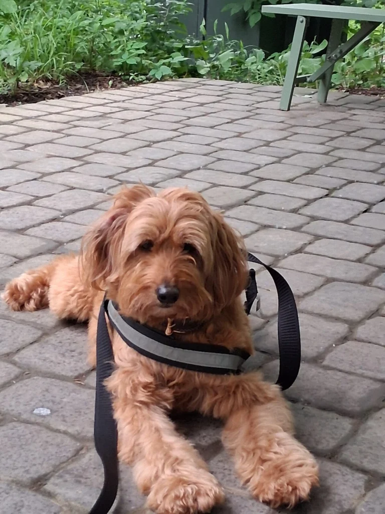 Archie, lost dog, Golden Doodle