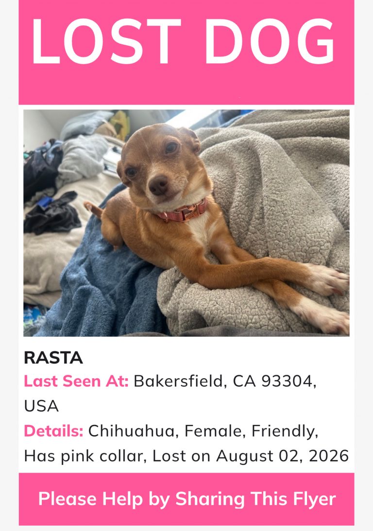 Rasta, lost dog, Chihuahua