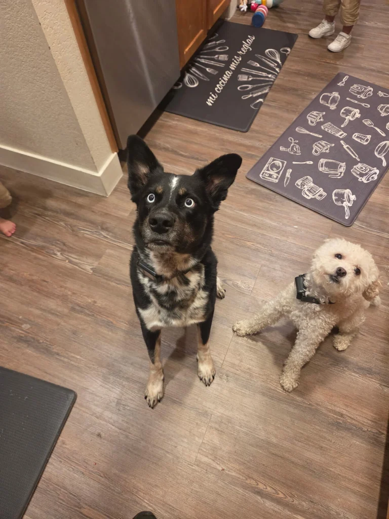 Ozzy, lost dog, Blue heeler