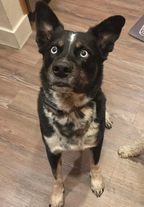 Ozzy, lost dog, Blue heeler