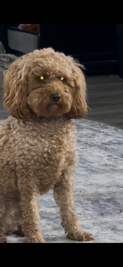Lily, lost dog, Goldendoodle